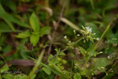 Cerastium glomeratum